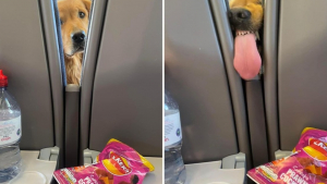 Illustration : "Un Golden Retriever déploie toute son énergie pour tenter de voler des chips au passager d’un TGV"