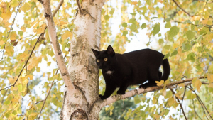 Illustration : "Coincée dans un arbre un jour de météo agitée, cette chatte errante suscite de vives inquiétudes"