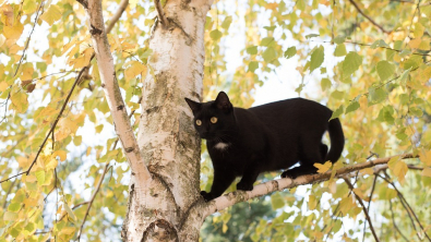 Illustration : "Coincée dans un arbre un jour de météo agitée, cette chatte errante suscite de vives inquiétudes"