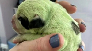 Illustration : "Alors que cette chienne attendait 7 petits, un 8e chiot naît après tous les autres et est de couleur verte !"