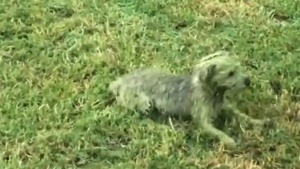 Illustration : "Un chien mécontent de se faire toiletter alors qu’il s’était roulé dans l’herbe jusqu’à devenir entièrement vert"