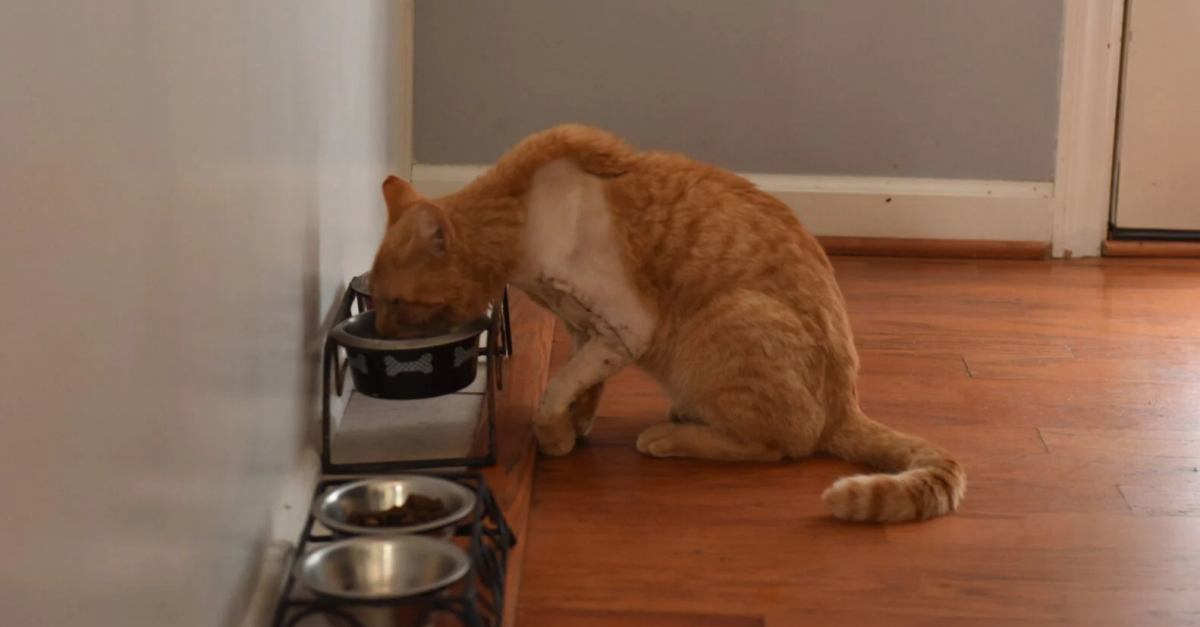 Percuté par une voiture et laissé pour mort, un chat trouve la force de ramper jusqu’à une