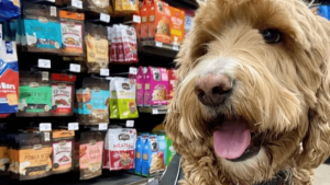 Illustration : "18 photos de chiens qui se font une joie de faire les courses avec leurs humains"