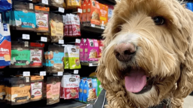 Illustration : "18 photos de chiens qui se font une joie de faire les courses avec leurs humains"