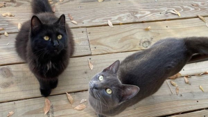 Illustration : "2 chatons retrouvés dans la rue goûtent aux joies de la vie d’intérieur"