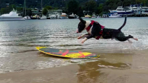 Illustration : "Un Bull Terrier pratique son sport favori sur les plages australiennes (vidéo)"