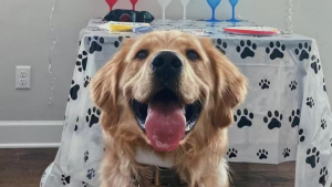 Illustration : "Une famille organise une fête d’anniversaire surprise pour son Golden Retriever (vidéo)"