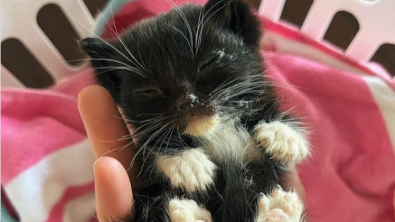 Illustration : "Un chaton si petit qu’il tenait dans une main a été retrouvé au beau milieu d’un trottoir"