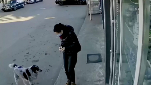 Illustration : "Une caméra de vidéosurveillance capture l’incontournable rendez-vous d’une employée avec les chiens errants du quartier (vidéo)"