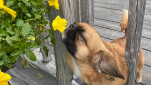 Illustration : "Ce petit chien aime tant l’odeur des fleurs qu’il s’arrête pour renifler chacune d’entre elles"