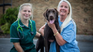 Illustration : "Vigilance avec les guêpes : un Labrador s’est effondré et a failli mourir après avoir été piqué"