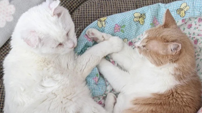 Illustration : "Victimes de l’errance, ces 2 chats âgés se lient d’une amitié exceptionnelle"