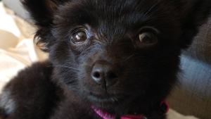 Illustration : "14 photos craquantes de Gizmo, une adorable chienne aux allures de peluche"