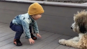 Illustration : "La première rencontre entre un petit garçon et un chien émeut la toile (vidéo)"
