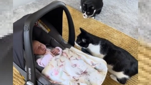 Illustration : "Ces chats réagissent de manière hilarante en rencontrant un nouveau-né pour la première fois (vidéo)"