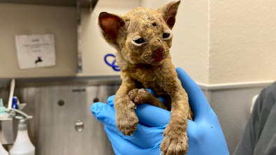 Illustration : Victime d’un feu de poubelle, la petite Savannah s’accroche de toutes ses forces à la vie (vidéo)