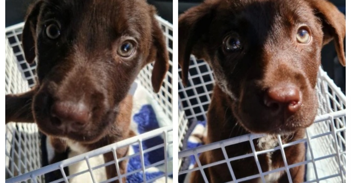 Ces 2 chiots restent enfermés dans une voiture pendant près de 24 heures, jusqu