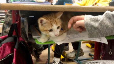Illustration : "Une école de l’Indre, qui pratique la médiation animale, a adopté 2 chatons : les élèves sont ravis !"