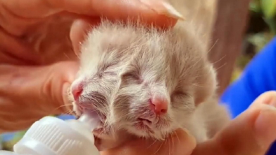 Illustration : "Après s’être battu pour vivre pendant quelques jours, ce chaton à 2 têtes a fini par rendre son dernier souffle"