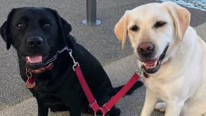 Illustration : "Ce duo de Labradors est devenu inséparable depuis que l’une aide l’autre à surmonter sa surdité"