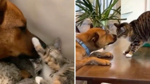 Illustration : "Malgré un an de séparation, cette chienne et ce jeune chat s’aiment comme au premier jour ! (vidéo)"