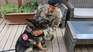 Illustration : "Un chien militaire entame une retraite bien méritée aux côtés de son ancienne maîtresse (vidéo)"