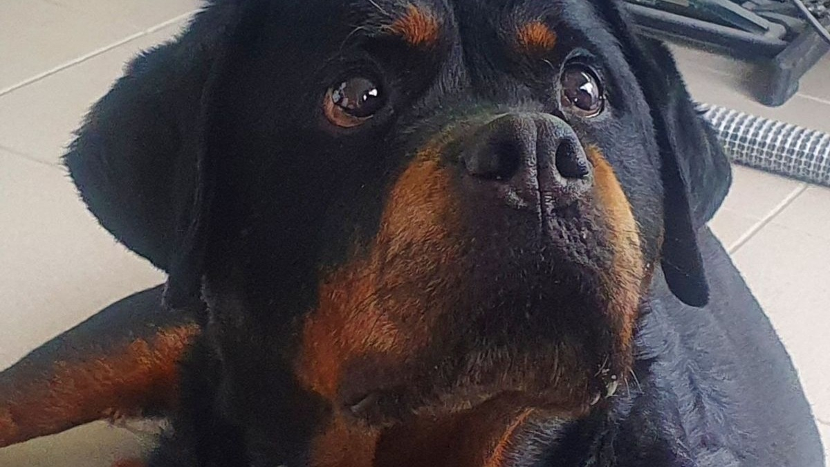 Un Rottweiler âgé utilisé pour des cours d’éducation canine va ...