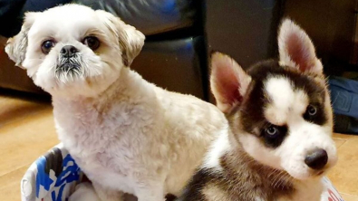 Illustration : "16 photos de chiens et de chats qui ne manquent pas d'atouts charme et qui le savent pertinemment"