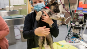 Illustration : "Un chiot naît avec 6 pattes et plusieurs organes supplémentaires, mais il se bat pour sa survie"