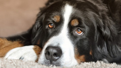 Illustration : Comment nourrir son chien et le protéger des risques du surpoids ?