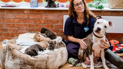 Illustration : "Une chienne est accueillie dans un refuge, et donne naissance à 8 chiots quelques heures plus tard"