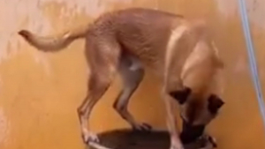 Illustration : "En pleine canicule, un chien trouve un moyen insolite de satisfaire sa quête de fraîcheur (vidéo)"