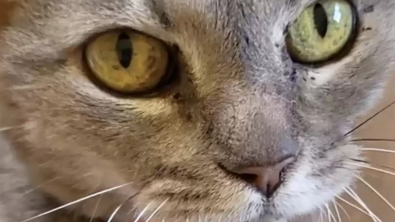 Illustration : "Une chatte résignée après des années de négligence change totalement d’attitude à l’instant où elle enfile un collier"