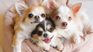 Illustration : "20 photos de Chihuahuas montrant que le charme de ces chiens est inversement proportionnel à leur taille        "