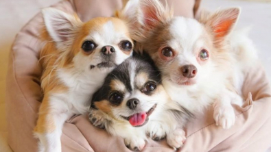 Illustration : "20 photos de Chihuahuas montrant que le charme de ces chiens est inversement proportionnel à leur taille        "