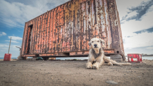 Illustration : "20 photos rendant hommage aux chiens errants, réalisées par un passionné de voyages et de canidés"