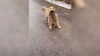 Illustration : "Un Golden Retriever s’offre une séance de glisse pour donner un cadeau à sa maîtresse (vidéo)"