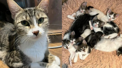Illustration : "Une portée de chatons affamés et leur mère réunies grâce à la persévérance des bénévoles"