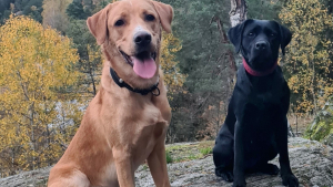 Illustration : "20 photos de Labradors ayant de la bonne humeur en surplus à partager avec vous"