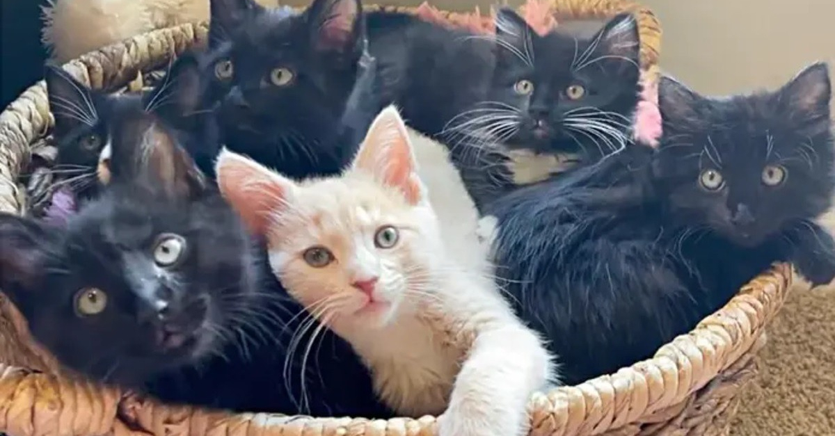 The only survivor of his siblings, a kitten forms a new family by “adopting” a litter of small felines