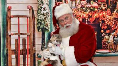 Illustration : "Une chatte au caractère bien trempé s’adoucit en rencontrant le Père Noël et refuse même de le quitter ! (vidéo)"