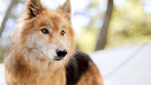Illustration : "16 races de chiens dont la ressemblance avec le loup est saisissante"