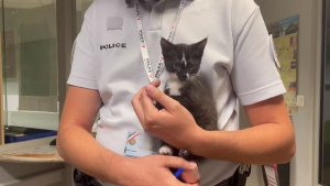 Illustration : "Une chatonne abandonnée se fait adopter par le commissariat de police du Puy-en-Velay (vidéo)"