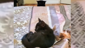 Illustration : "La réaction désopilante d’une chatte sénior découvrant le nouveau chaton de la famille (vidéo)"