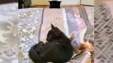 Illustration : "La réaction désopilante d’une chatte sénior découvrant le nouveau chaton de la famille (vidéo)"