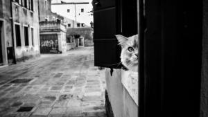 Illustration : "20 photos de chats cachés dans les ruelles pittoresques de Venise"