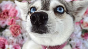 Illustration : "20 superbes photos d'Alaskan Klee Kai, race de chien qui mérite d'être mieux connue"