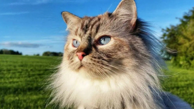 Illustration : Censé être un chat d'intérieur, ce Ragdoll est devenu un féru de randonnée aux côtés de sa maîtresse