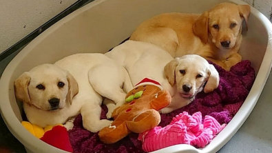 Illustration : "Victimes d’un éleveur illégal, 3 chiots Labradors malades sont lâchement abandonnés avant leur sauvetage"