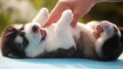 Illustration : "13 photos de Huskies Sibériens dont l'invitation à leur caresser le ventre est impossible à décliner"